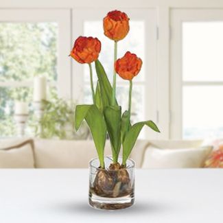 Graceful Tulips