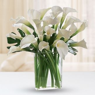 20 White callalily in a vase